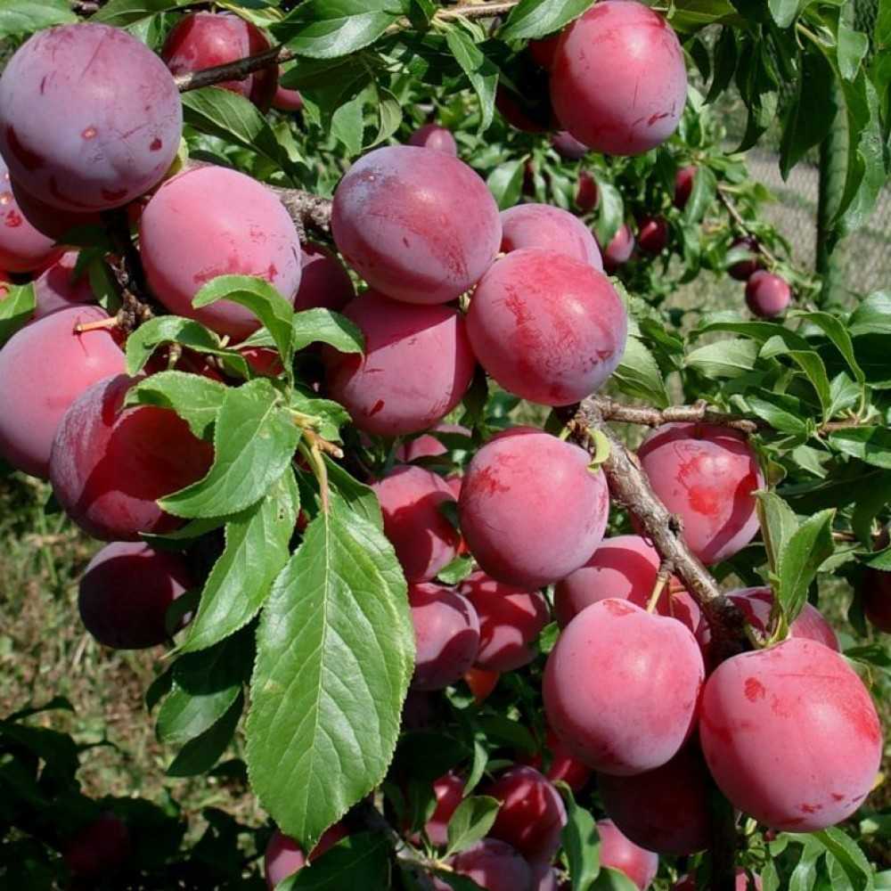 Слива красный шар: описание сорта и характеристики, способы выращивания и ухода с фото