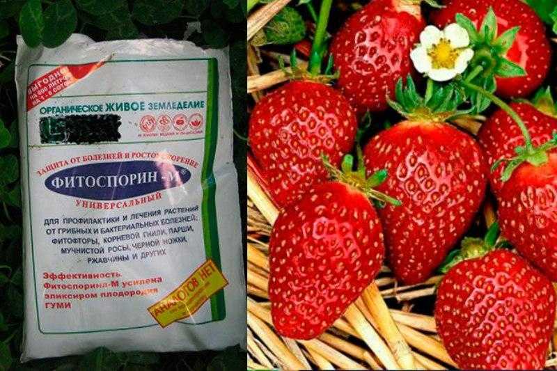 Обработка клубники фитоспорином весной, во время цветения и плодоношения