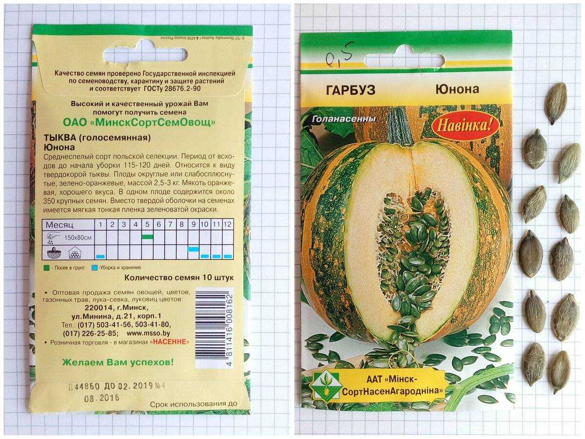 Тыква голосемянная: характеристики, урожайность, описание, отзывы