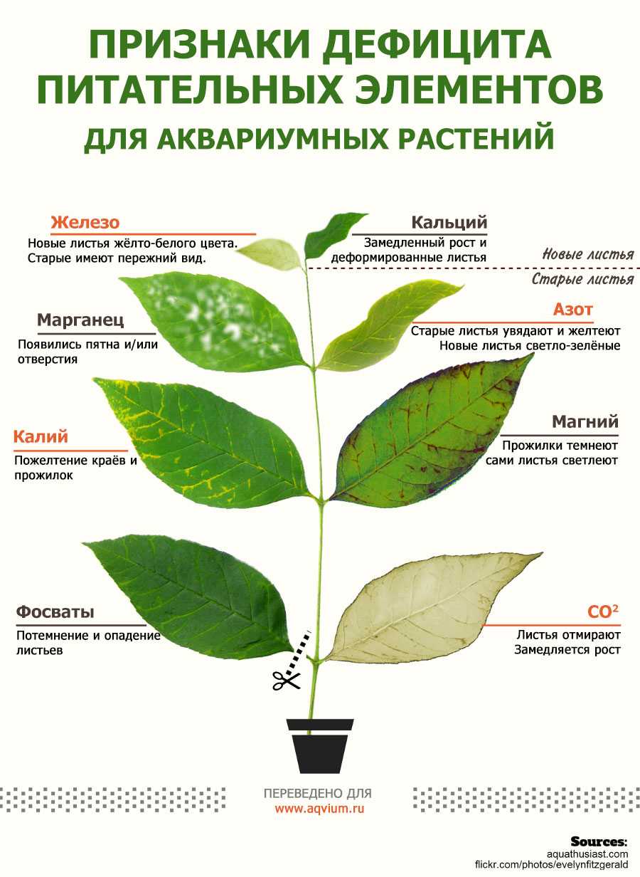 У черешни скручиваются листья - основные причины и советы как вылечить болезни черешни (100 фото)