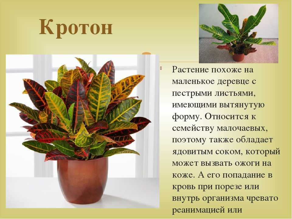 Кротон (кодиеум пестрый): инструкции по уходу в домашних условиях