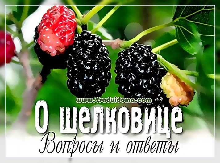 О шелковице в Подмосковье: выращивание и уход, какой сорт выбрать