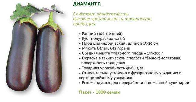 Пошаговая инструкция как вырастить баклажаны на урале? какой сорт выбрать, когда сеять и пересаживать в теплицу, советы по уходу