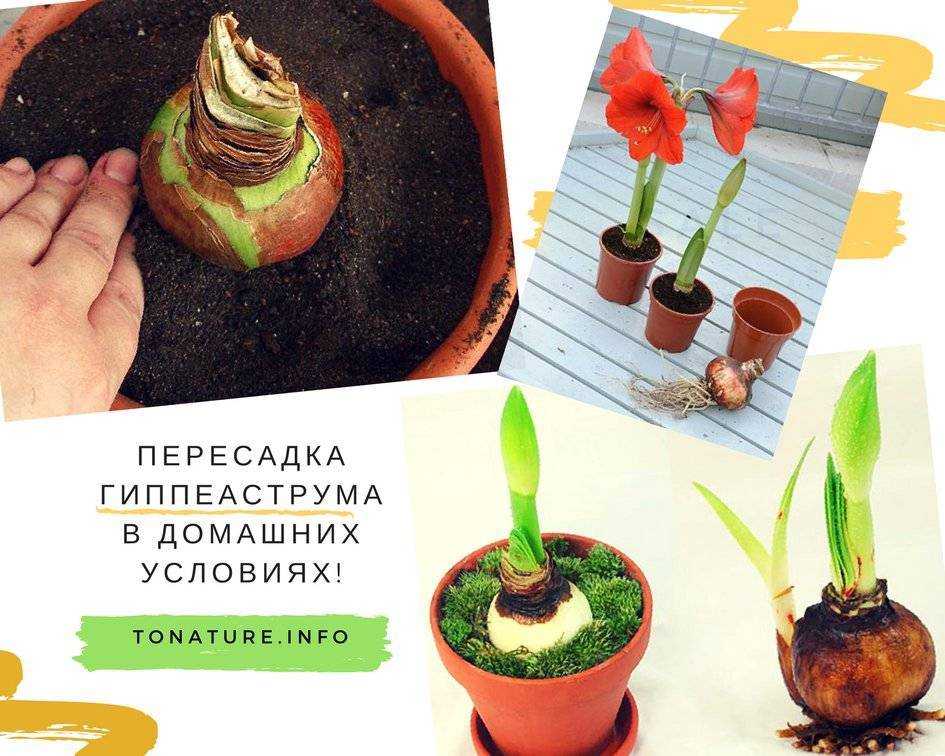 Домашний гиппеаструм: уход в домашних условиях, фото гиппеаструма и цветения, почему гиппеаструм не цветет