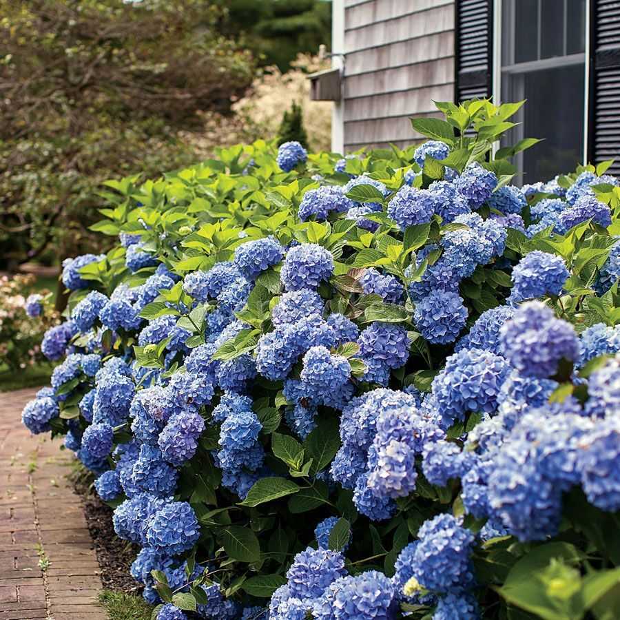 ✅ гортензия крупнолистная бесконечное лето (эндлесс саммер): фото и описание сорта, посадка и уход, укрытие на зиму - tehnoyug.com