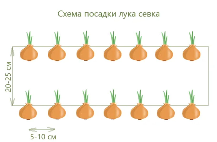 Посадка лука весной в открытый грунт легким способом