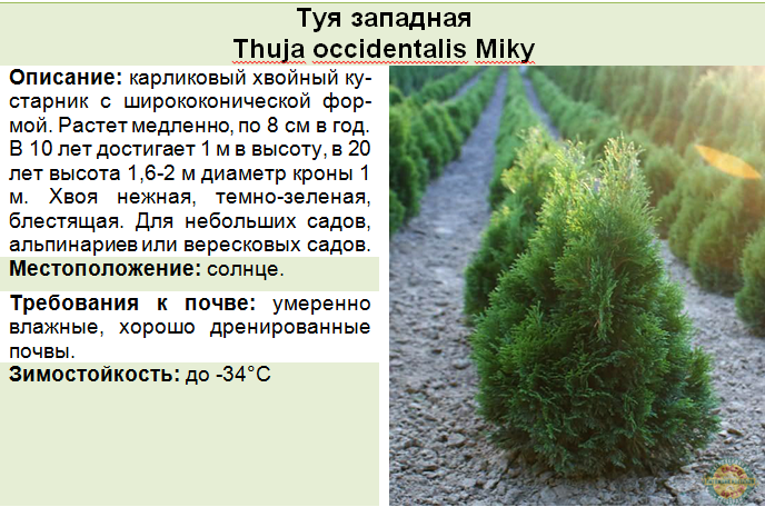 Туевик: фото, описание сортов, посадка и уход