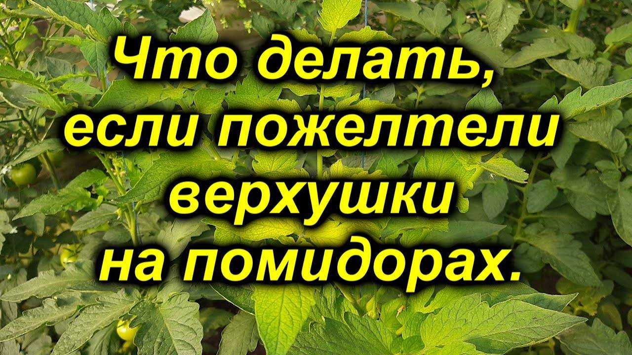 Желтеют листья у рассады томатов: что делать и какие причины