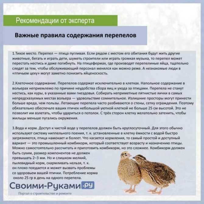 Когда начинают нестись перепела: в каком возрасте, как несутся?