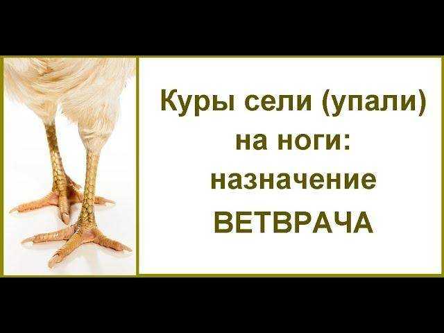Бройлеры падают на ноги: это болезнь или неправильное содержание? | фермер знает |