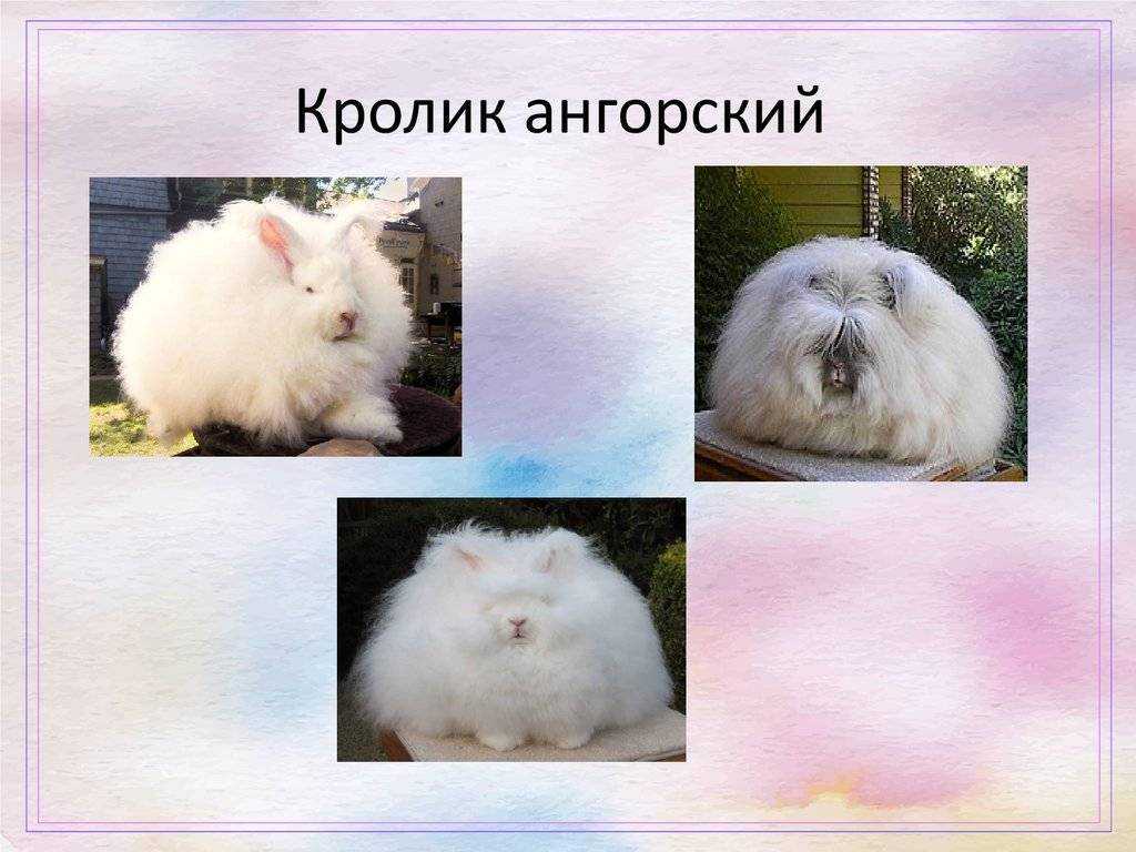 Ангорский кролик – фото, описание, содержание, питание, размножение