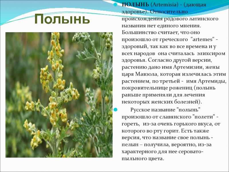 Полынь горькая - лечебные свойства и противопоказания. применение в народной медицине.