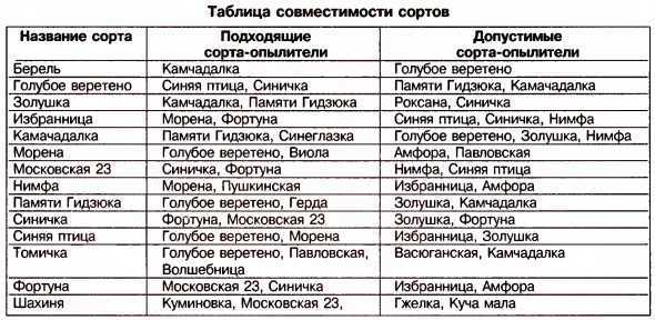 Жимолость лазурная: описание сорта, фото, посадка и уход, лучшие опылители, отзывы