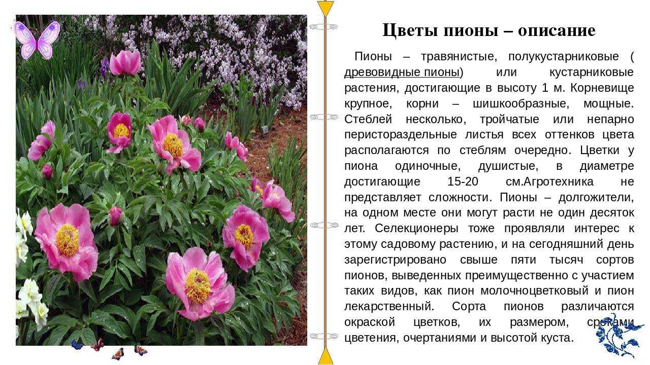Технология выращивания доротеантуса из семян: посадка и уход, фото сортов