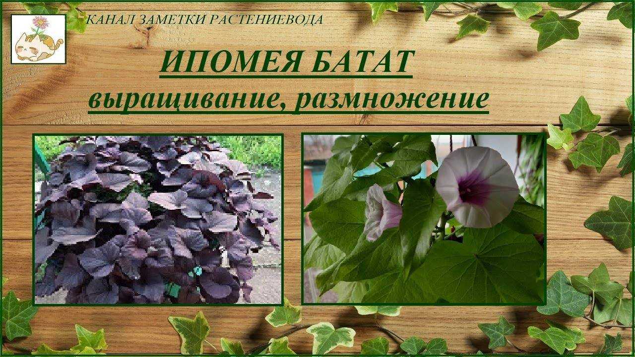 Ипомея батат: посадка, уход, основы правильного выращивания