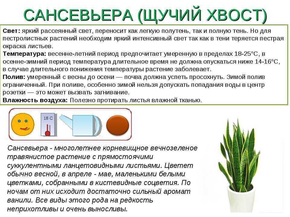 Все о бегонии клубневой: как размножить цветок черенками и листом