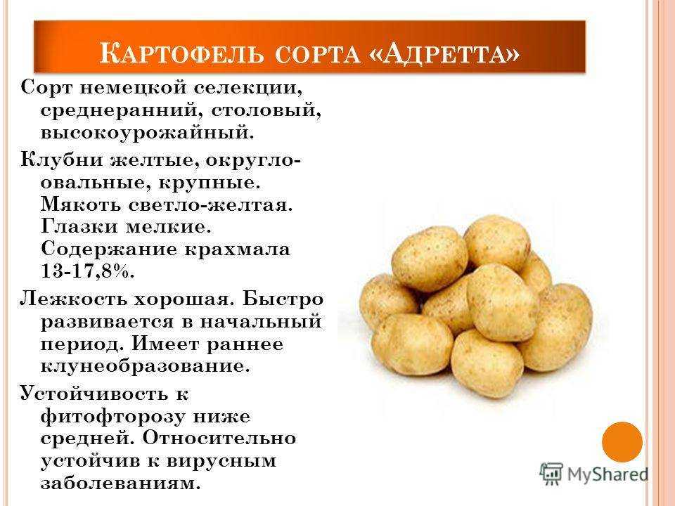 Российские сорта картофеля с фото и описаниями