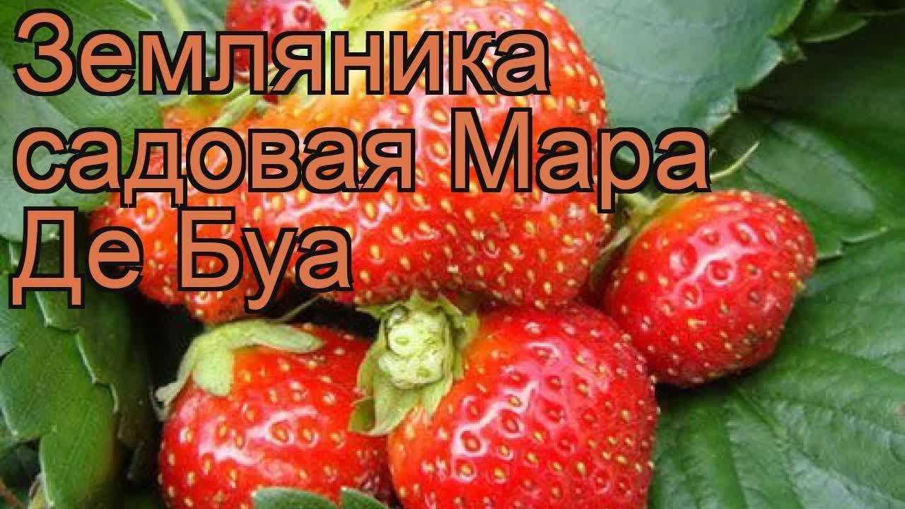 Выращиваем клубнику «лорд» на своем участке