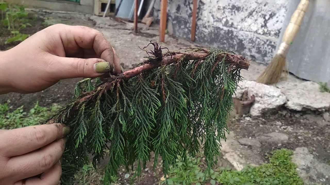 Как вырастить можжевельник из ягод