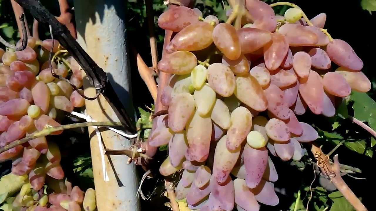 Виноград оригинал розовый, черный: описание сортов, фото, отзывы, видео