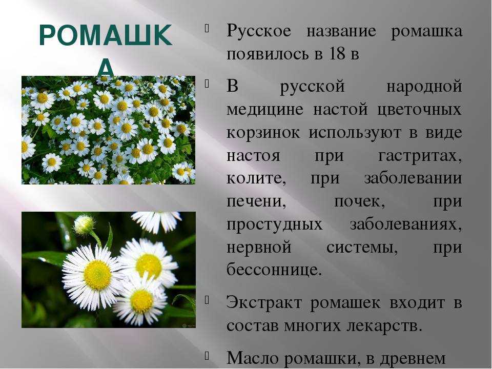 Описание ромашки ? для школьников, строение растения, где растет