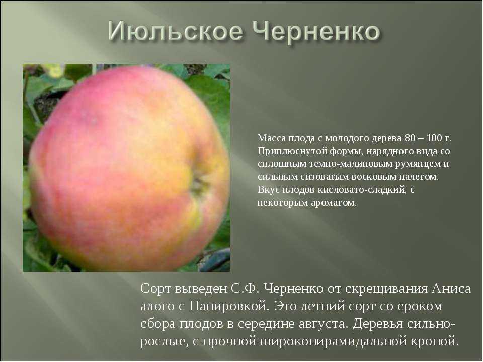 Яблоня июльское черненко: описание и характеристики сорта, выращивание, отзывы