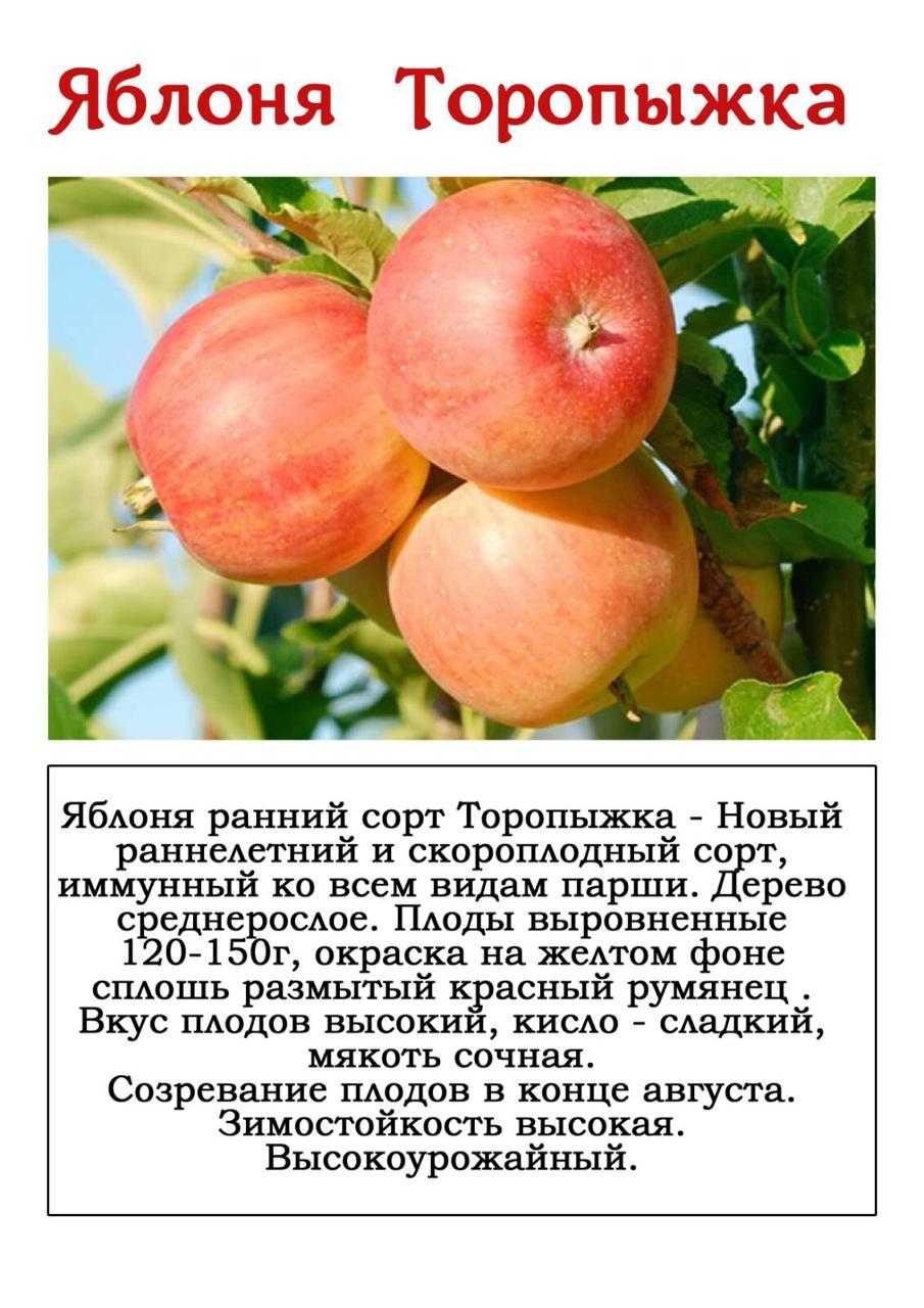 Яблоня "малиновка": описание сорта, фото, отзывы