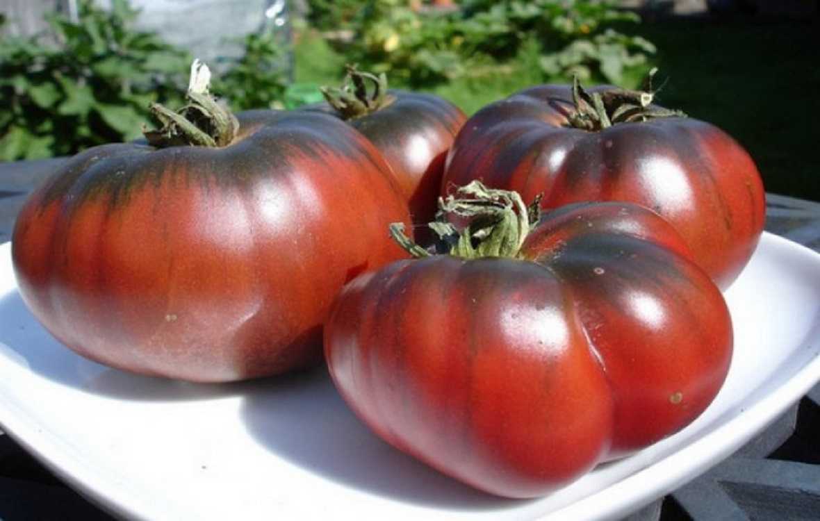 Томат «негритенок»: оригинальная расцветка и гармоничный вкус