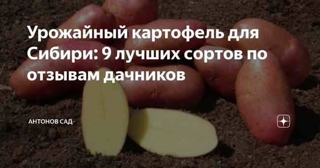 Самые урожайные сорта картофеля - 20 лучших вариантов для выращивания с фото и описанием