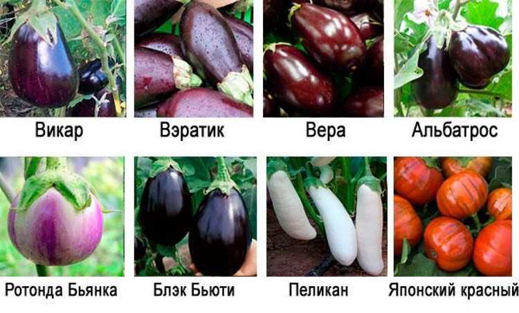 Как правильно посадить рассаду баклажанов в грунт или теплицу