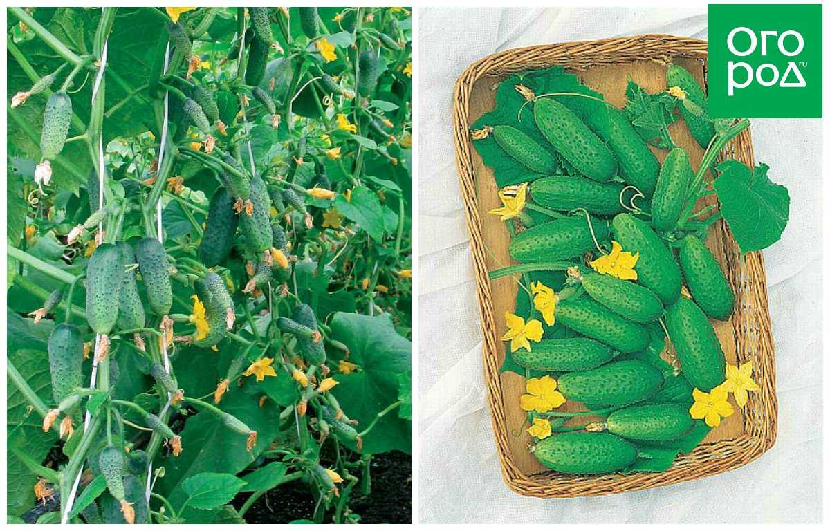 Лучшие сорта огурцов корнишонов самые урожайные: для теплиц и открытого грунта, характеристика и описание с фото