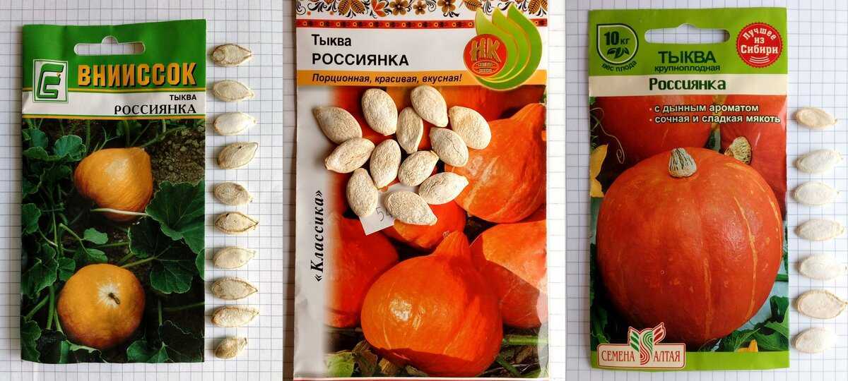 Тыква «россиянка»: характеристики сорта, фото, выращивание, отзывы