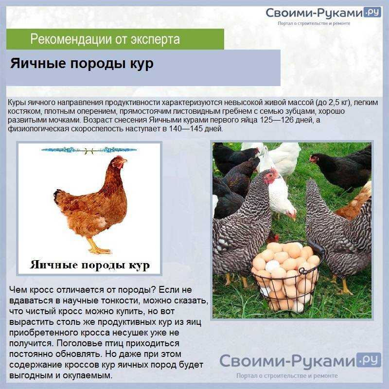 Дикие куры – предки домашних несушек, фото и видео