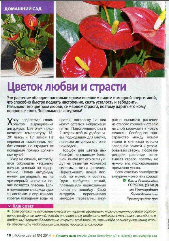 Антуриум (75 фото) - уход в домашних условиях, виды, как вырастить
