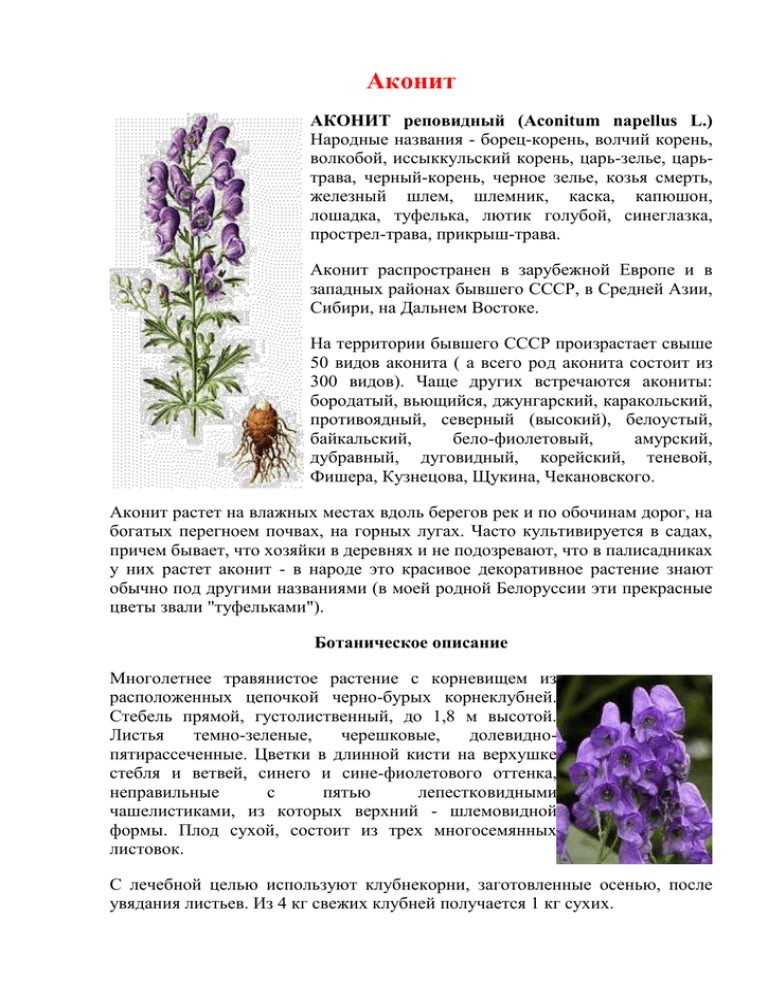 Борец северный — ядовитое красивоцветущее растение