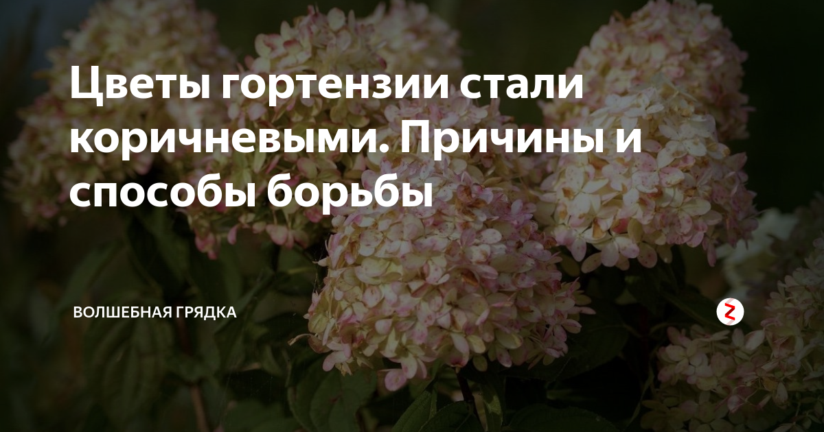 Комнатная гортензия, описание, выращивание и уход. отличие от садовой и как заставить гортензию цвести. - уход за комнатными цветами