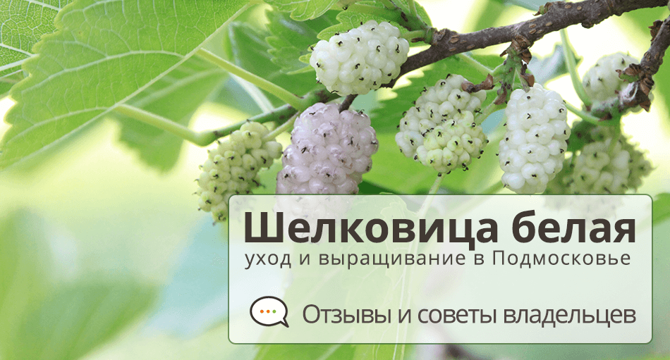 Шелковица: выращивание и уход, посадка в саду, обрезка, прививка, виды и сорта, фото
