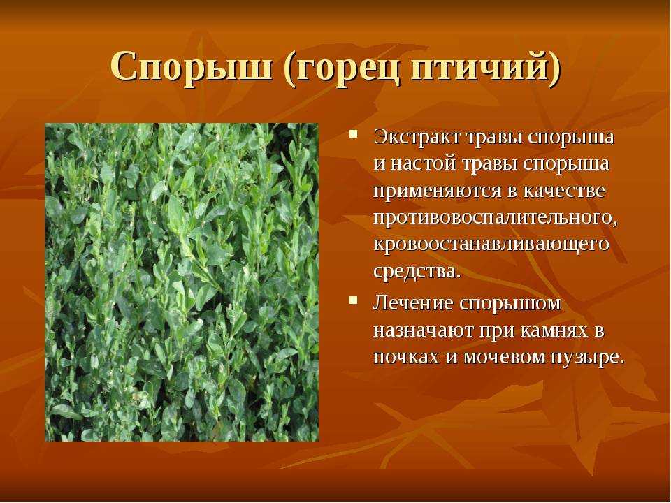 Спорыш трава однолетняя, описание, лечебные свойства, применение
