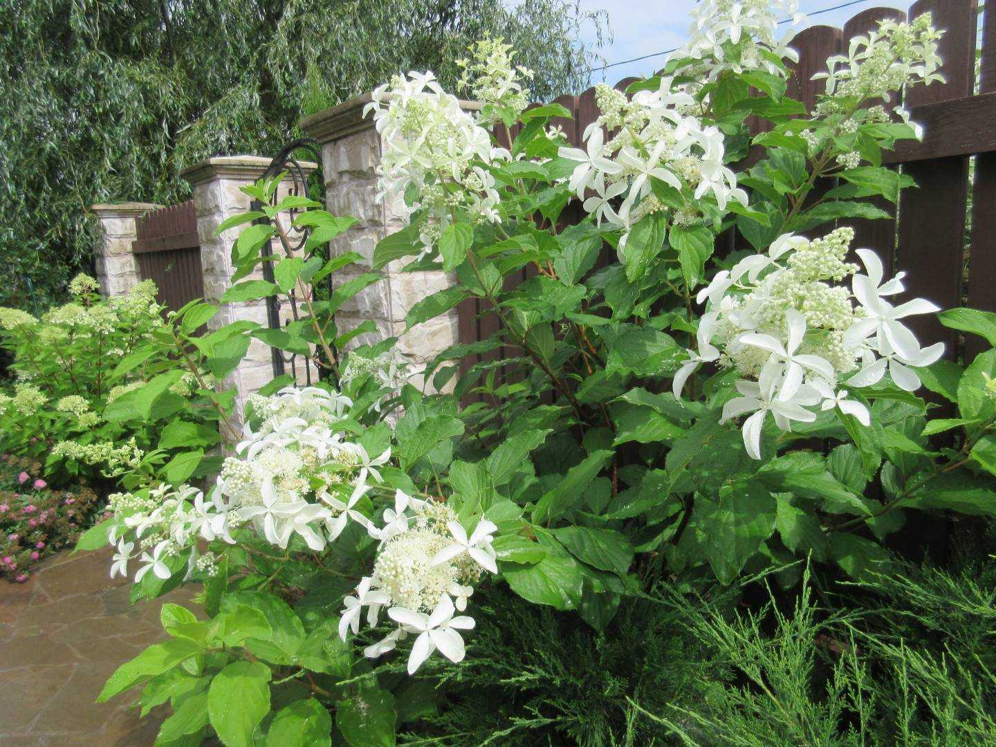 ✅ гортензия метельчатая сорта грейт стар (hydrangea paniculata great star): описание и фото, применение в ландшафтном дизайне - tehnoyug.com