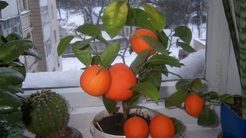 Как прорастить семена апельсина: 11 шагов