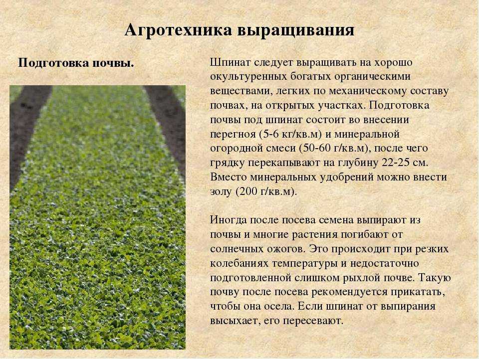 Японские цветы: названия, фото, значения и символы