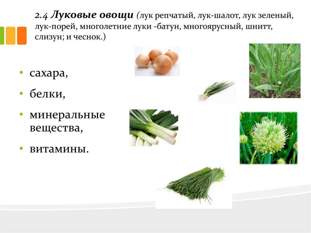 Лук аллиум: посадка и уход в открытом грунте, лучшие сорта с фото