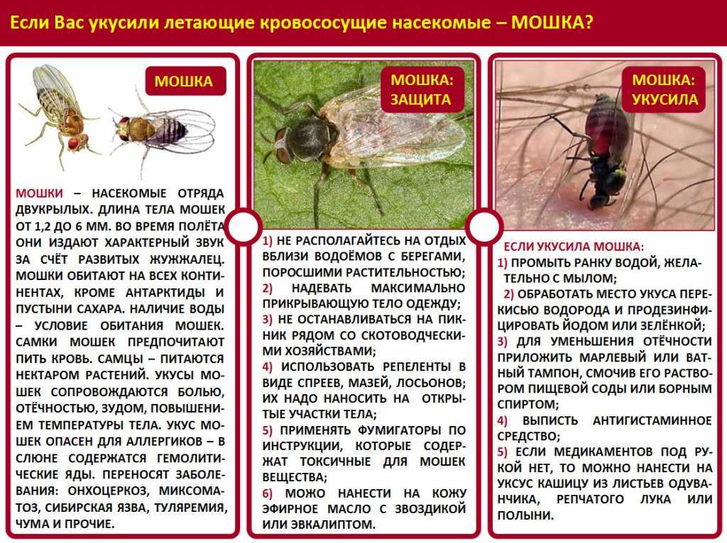 Укус пчелы: как снять отек, что делать после укуса пчелы в домашних условиях  - medside.ru