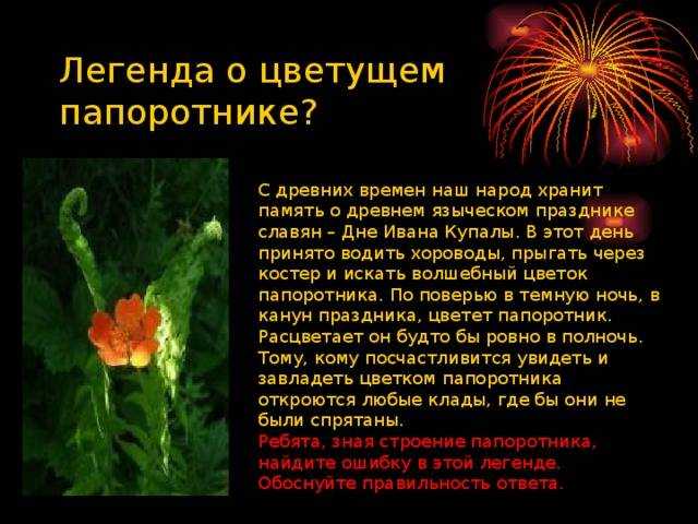 Какие листья у папоротника и их функции | полезные растения