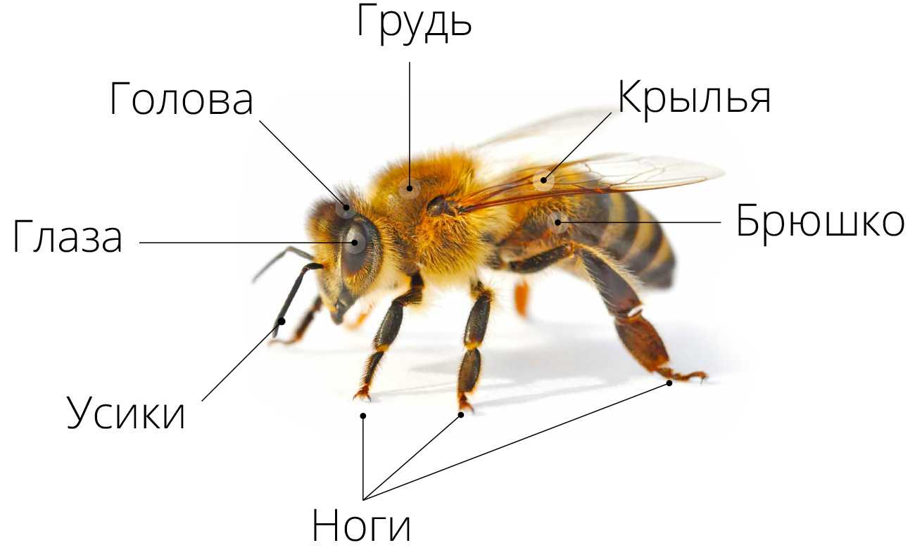 Осы: интересные факты о жизни этих насекомых (фото)
