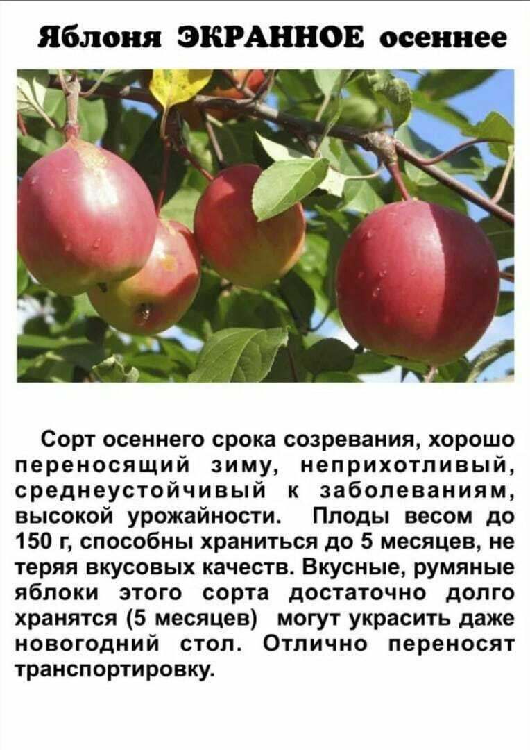 О яблоне Экранное, характеристики сорта, агротехника выращивания, урожайность
