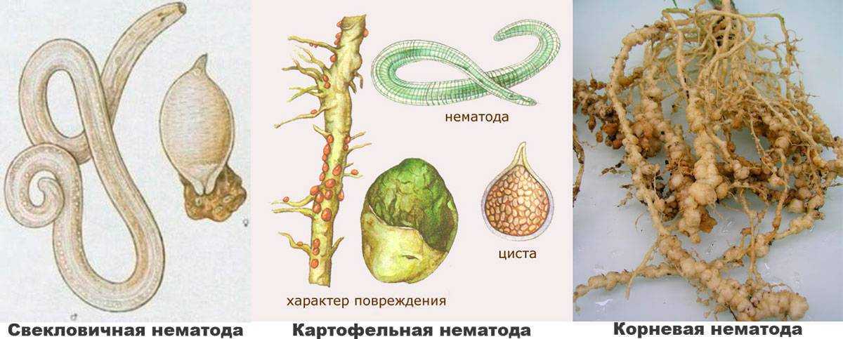 Средства борьбы с нематодами земли