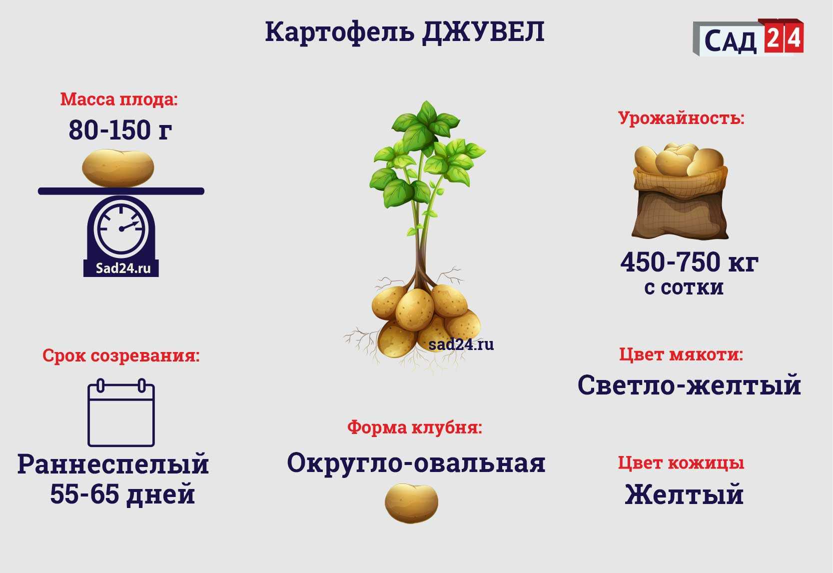 Обзор характеристик и описание сорта картофеля голубизна, выращивание и уход
