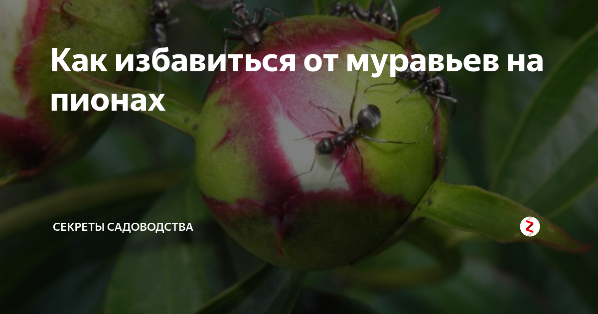 Муравьи на пионах: как от них избавиться и чем обработать бутоны и цветы