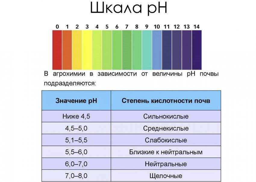 Какое удобрение вносить осенью под чеснок, правила подготовки и посадки на зиму